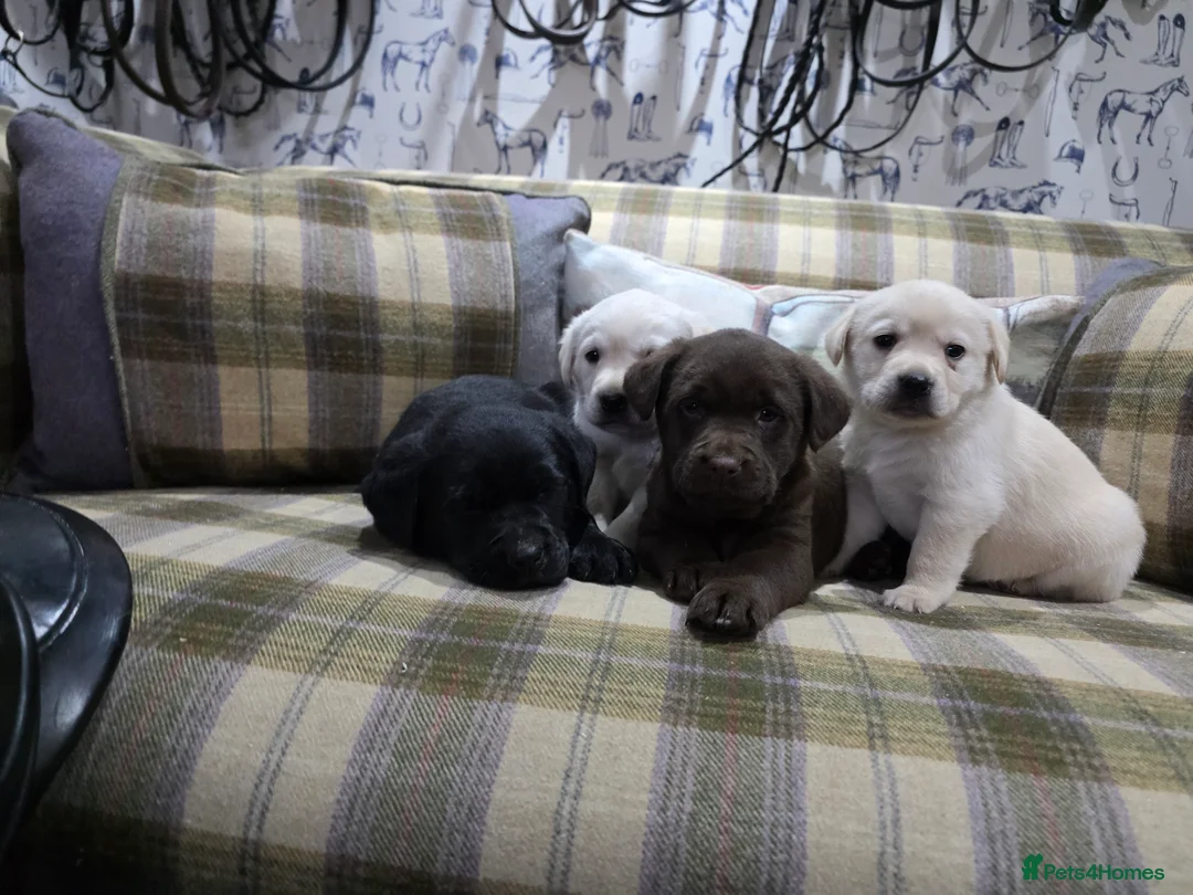 Labrador Retriever dogs for sale: Labrador puppies  - Advert 1