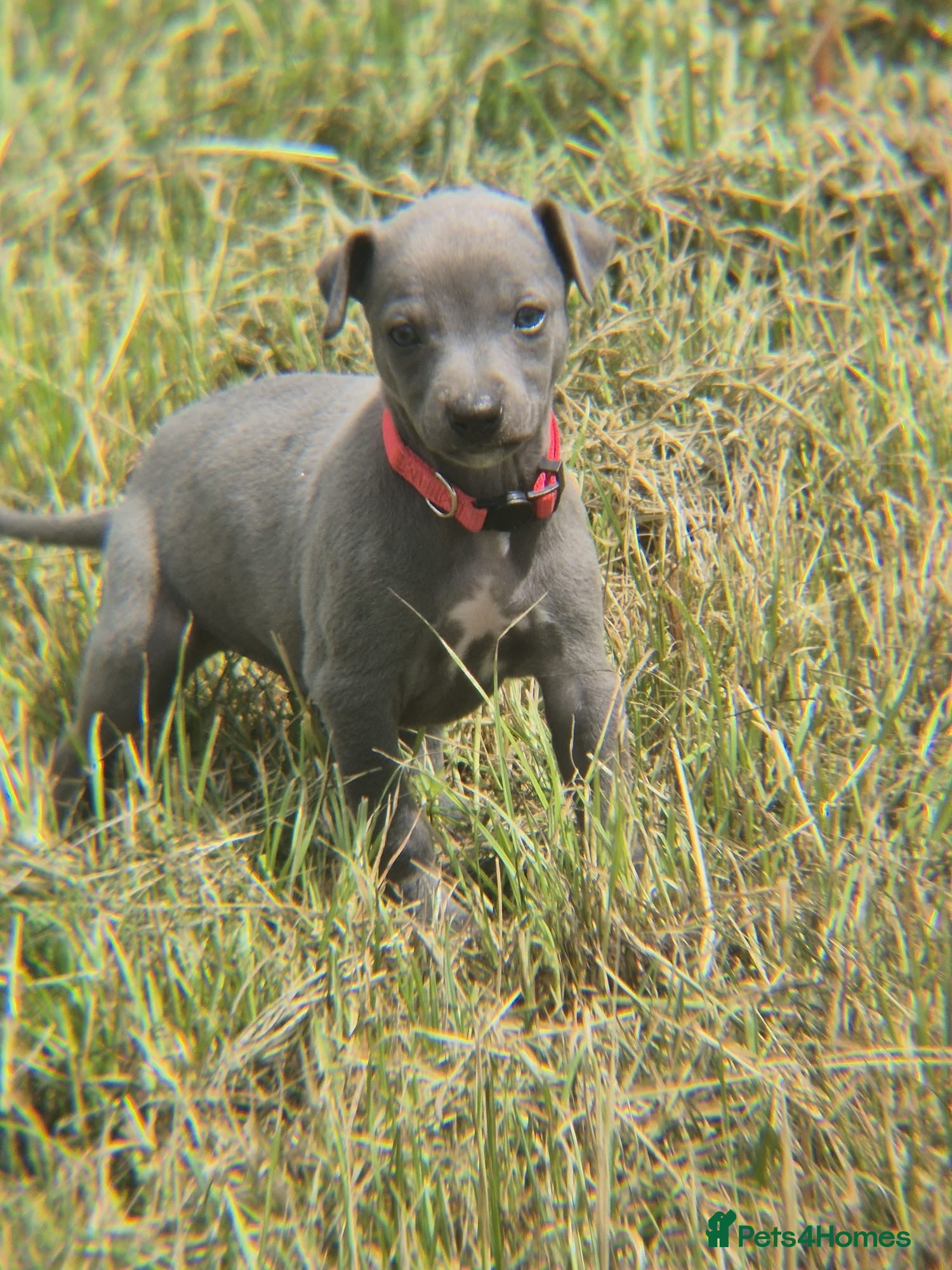 Whippet Puppy 5