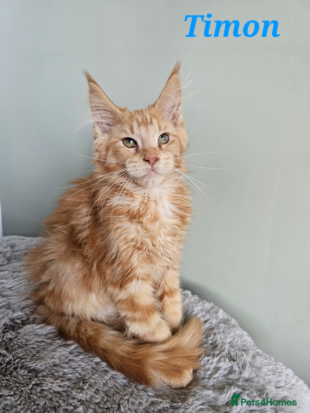 Maine Coon cats for sale: Maine Coon kittens looking for loving homes - Advert 1