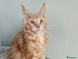 Maine Coon cats Maine Coon kittens looking for loving homes - Advert 2