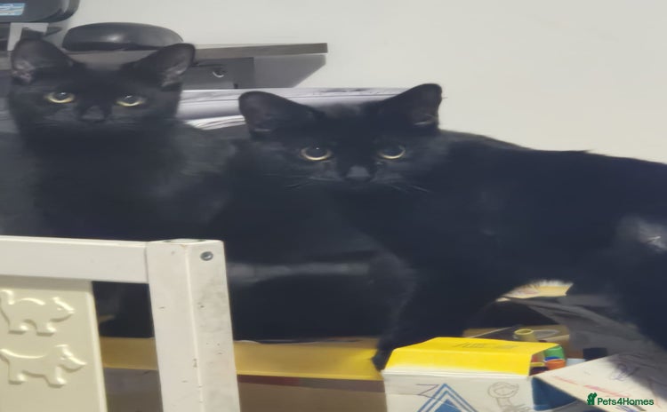 Domestic Shorthair cats - Advert 1