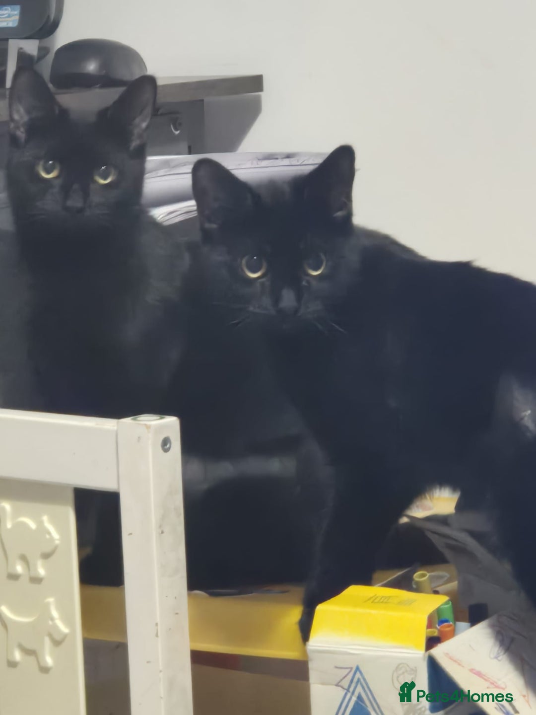 Domestic Shorthair cats for adoption: Bonnie & Stella, 9 month old sisters  - Image 1