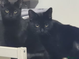 Domestic Shorthair cats Bonnie & Stella, 9 month old sisters - Advert 11