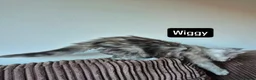 Maine Coon cats for sale: Pedigree mainecoon kittens  - Advert 18