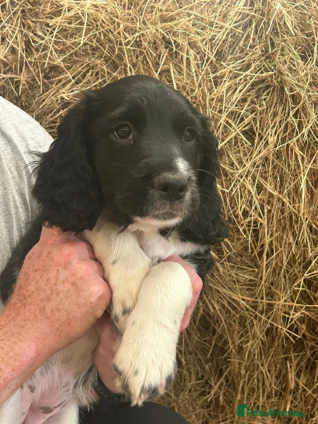 English Springer Spaniel dogs for stud: Lord Shiya at Stud - Advert 9