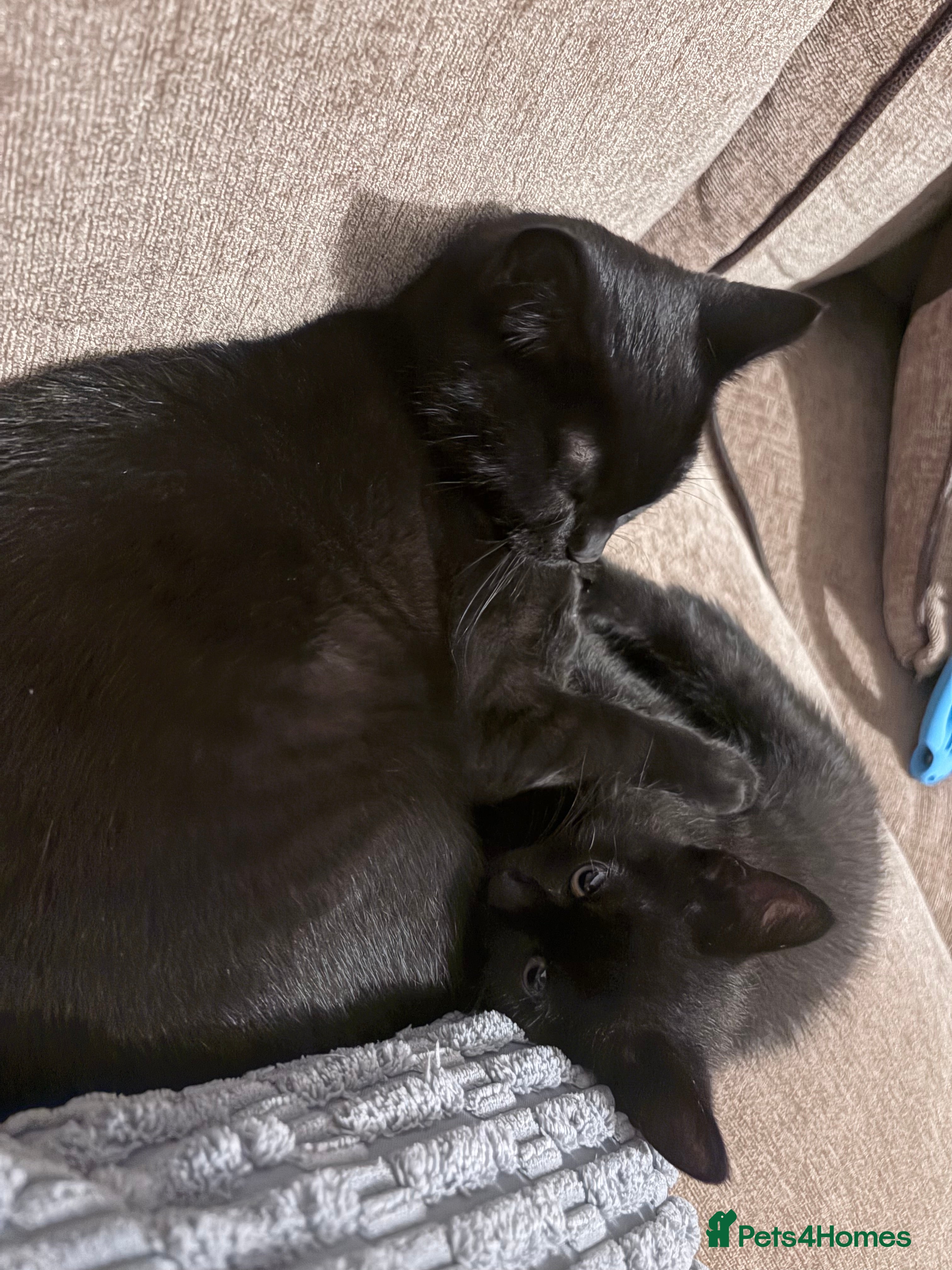 Mixed Breed cats Vaccinated black female kitten  - Advert 5