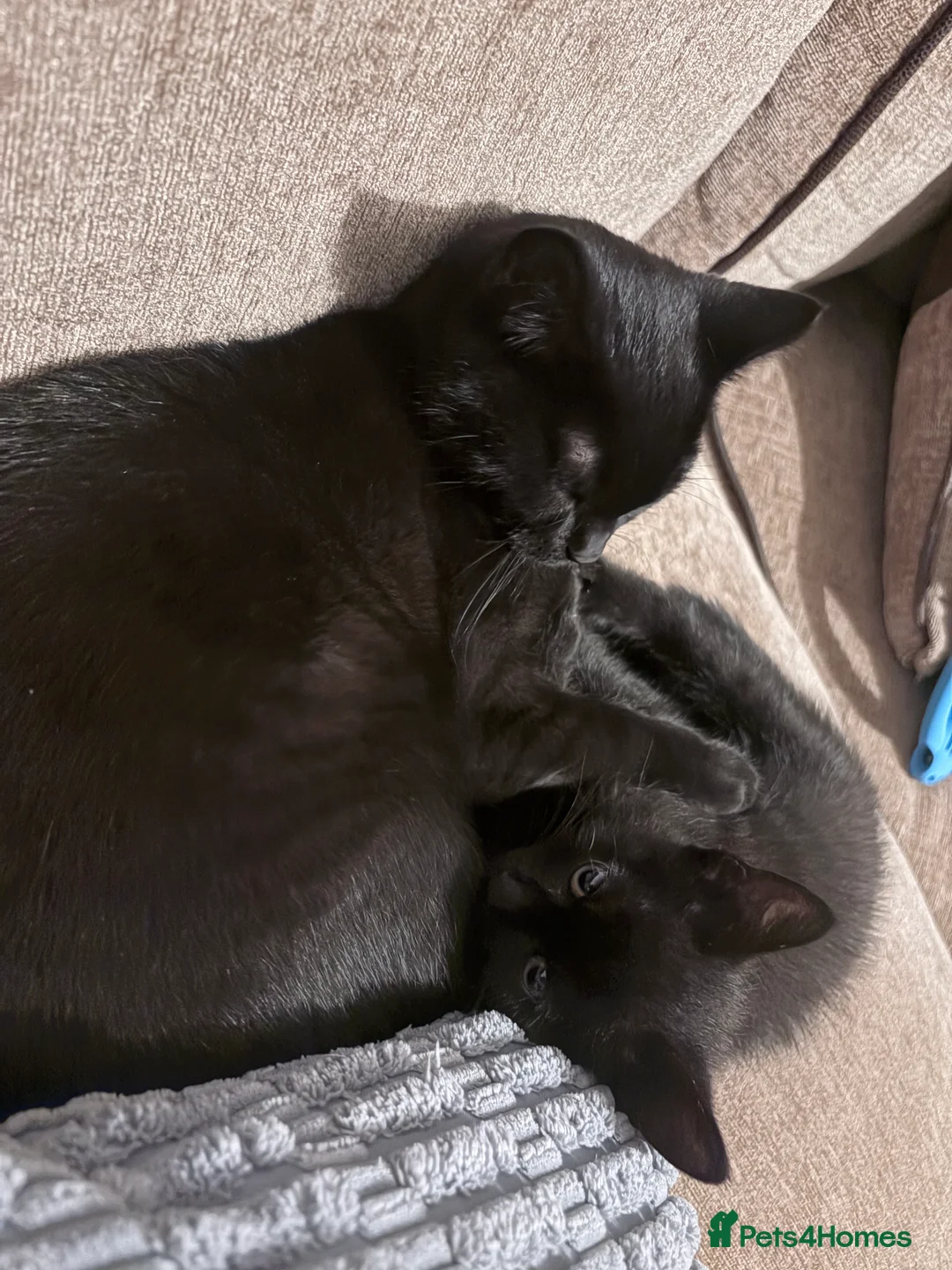 Mixed Breed cats for sale: Vaccinated black female kitten  - Advert 1