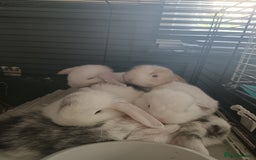 Mini Lop rabbits for sale: Pure Bred Mini Lops - Image 4