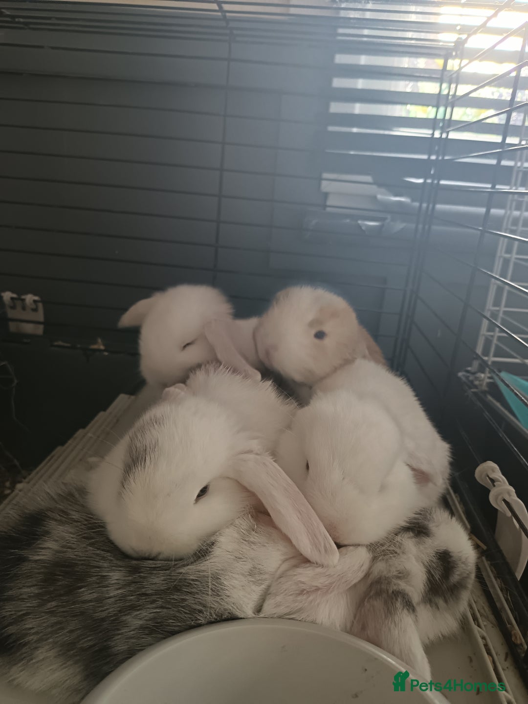 Mini Lop rabbits for sale: Pure Bred Mini Lops - Image 4