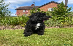Bordoodle dogs for sale: Miniature Bordoodle F1 in Whitchurch - Image 2