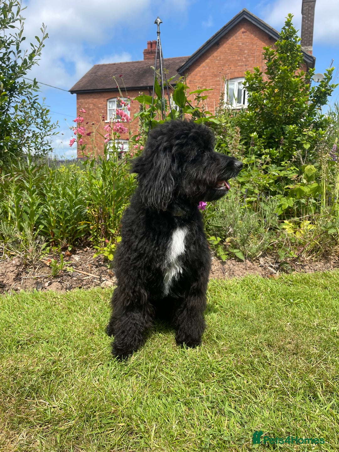 Bordoodle dogs for sale: Miniature Bordoodle F1 in Whitchurch - Image 2
