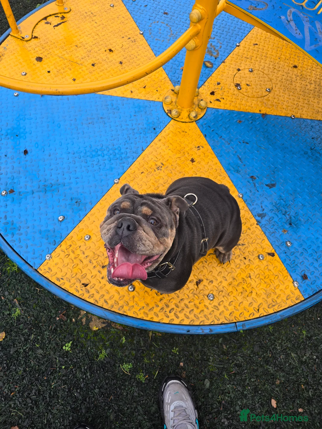 Olde English Bulldogge dogs for sale: Blue/tan old english bulldog  - Advert 5