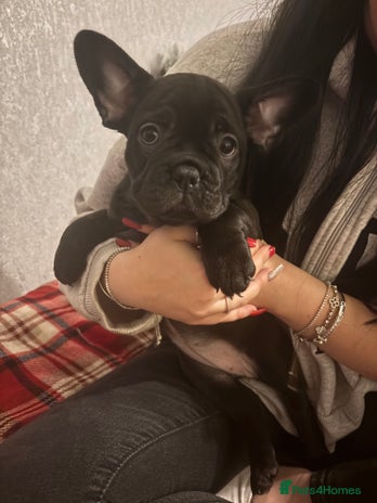 French Bulldog dogs Last one!! Black frenchie ready now! - Advert 7