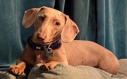Miniature Dachshund dogs for sale: 1 year old male miniature daschund - Advert 6
