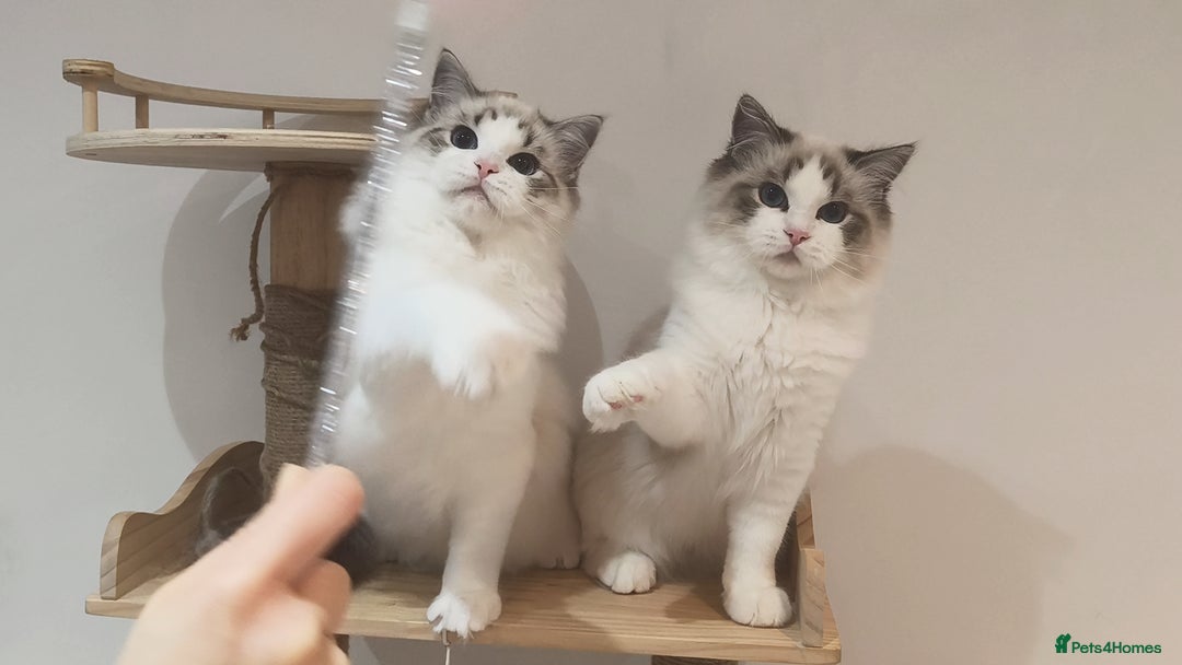 Ragdoll cats for sale: Gccf tica register kittens - Advert 11