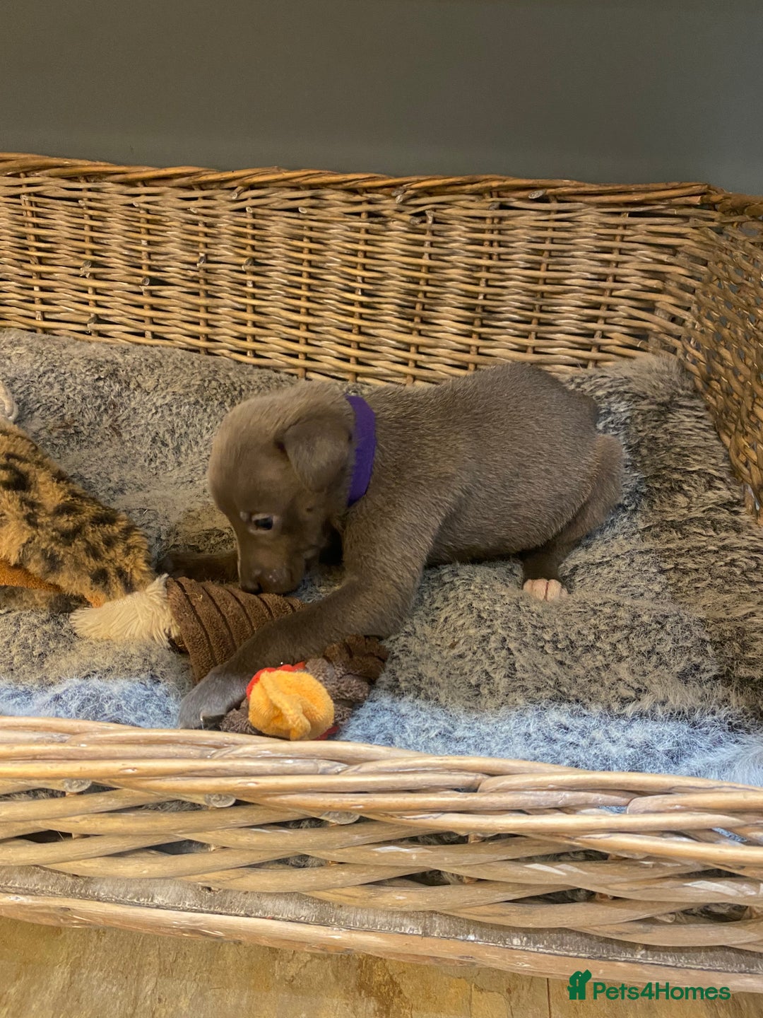 Mixed Breed dogs for sale: Beautiful merle whippet x collie puppies  - Advert 13