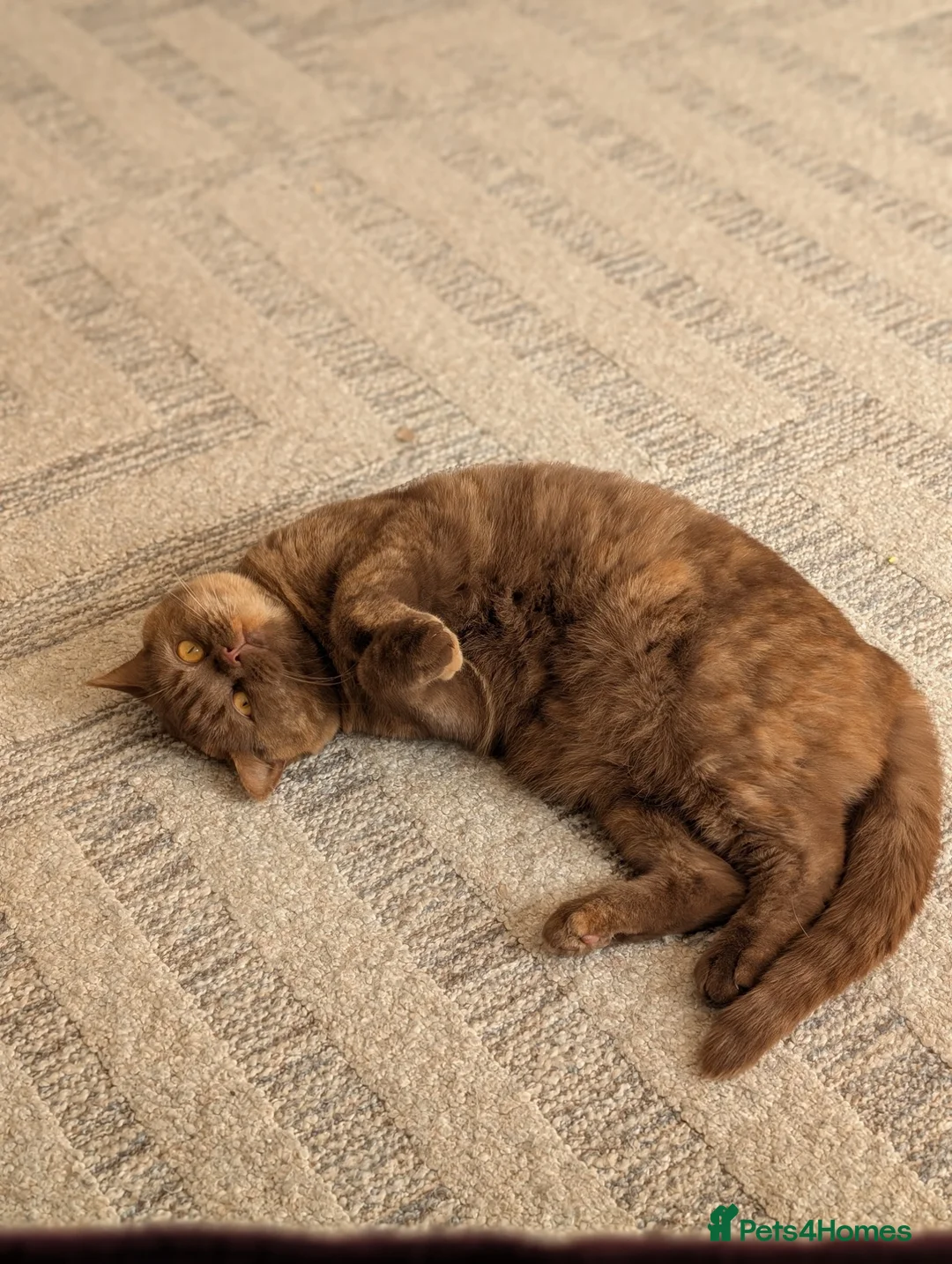 Selkirk Rex cats for sale: Pedigree Selkirk Rex girl needing new home in Perth - Advert 2