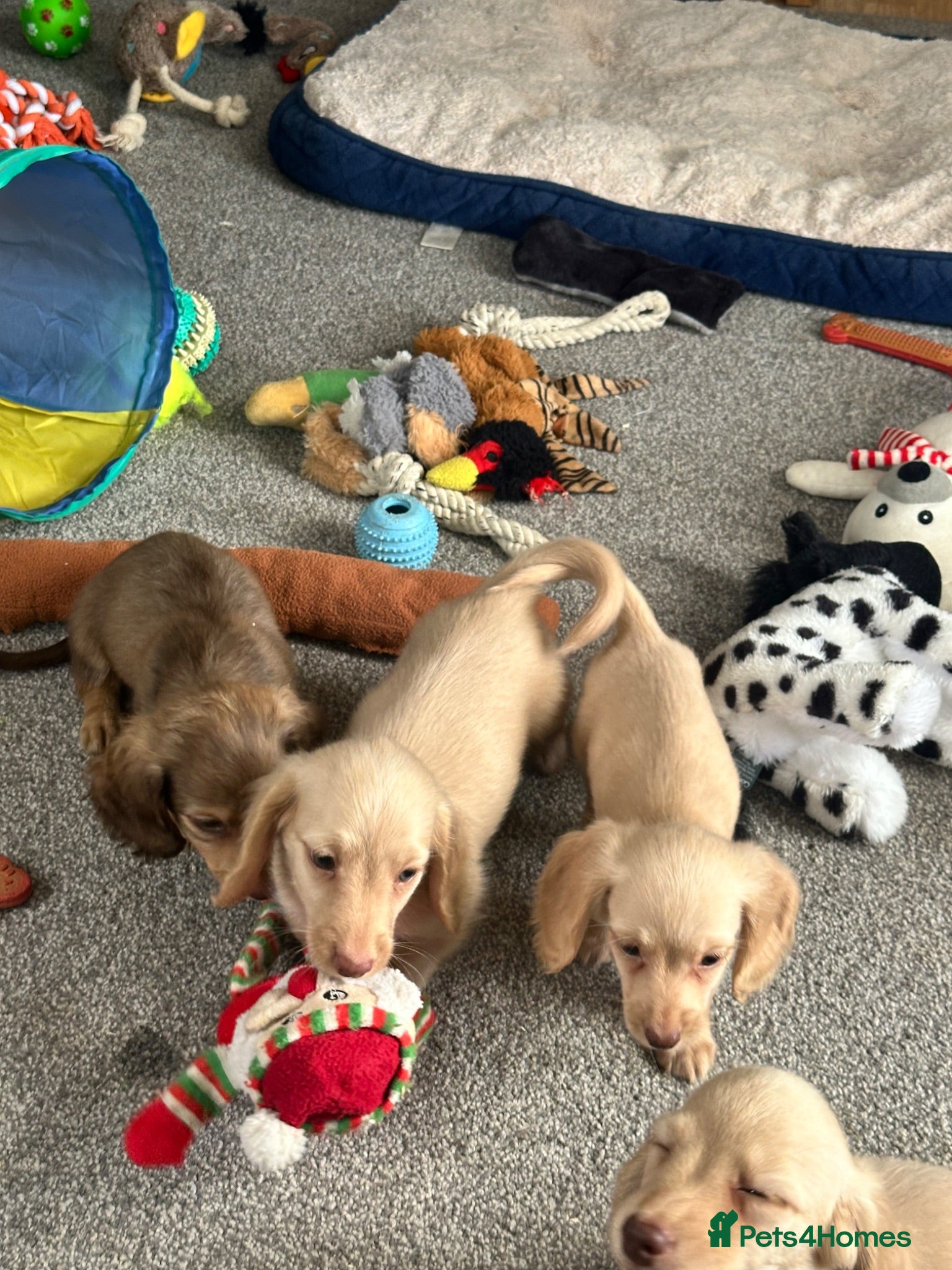 Dachshund dogs Stunning longhaired creams and shaded cream pups - Advert 2