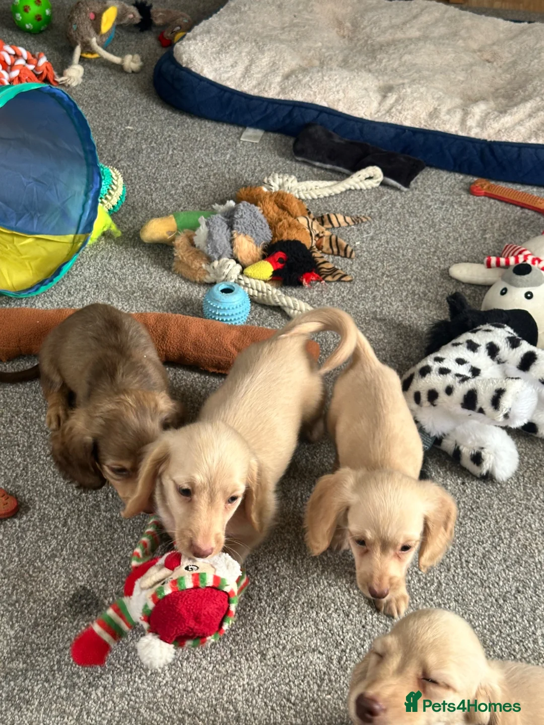 Dachshund dogs for sale: Stunning longhaired creams and shaded cream pups - Advert 2