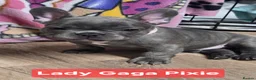 French Bulldog dogs for sale: French bulldogs  Last girl  - Advert 28