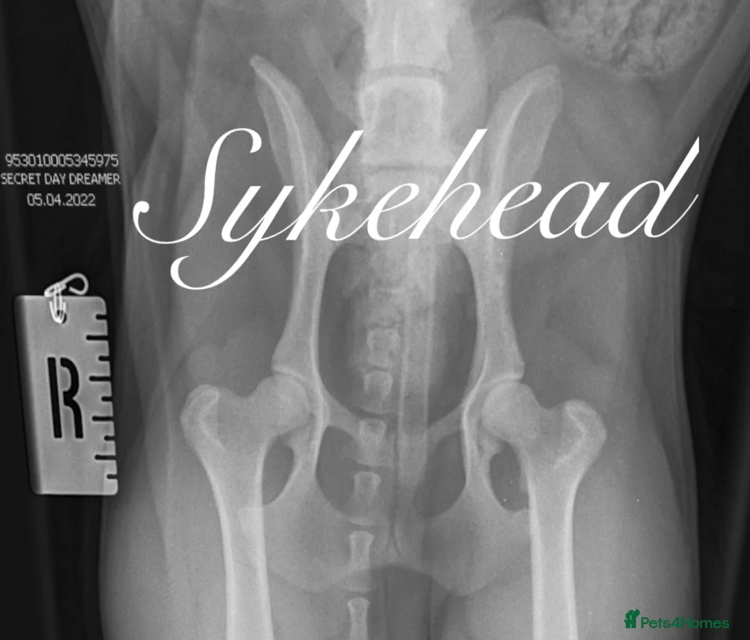 Cocker Spaniel dogs for sale: STUNNING SABLE COCKER BOY  - Advert 5