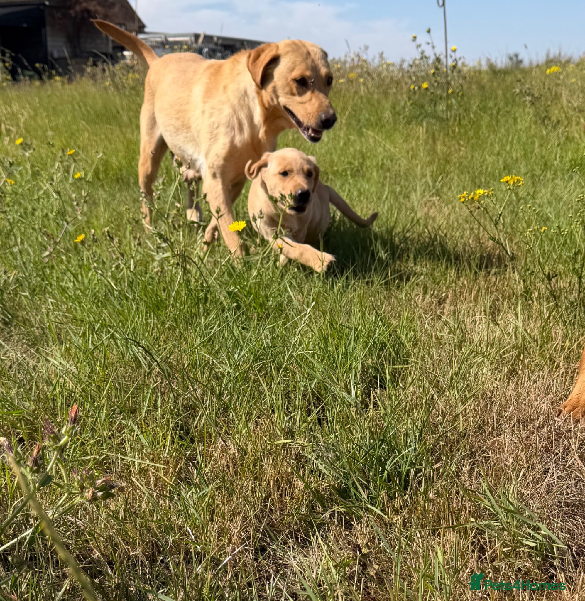 Labrador Retriever dogs Labrador Puppies - Advert 2