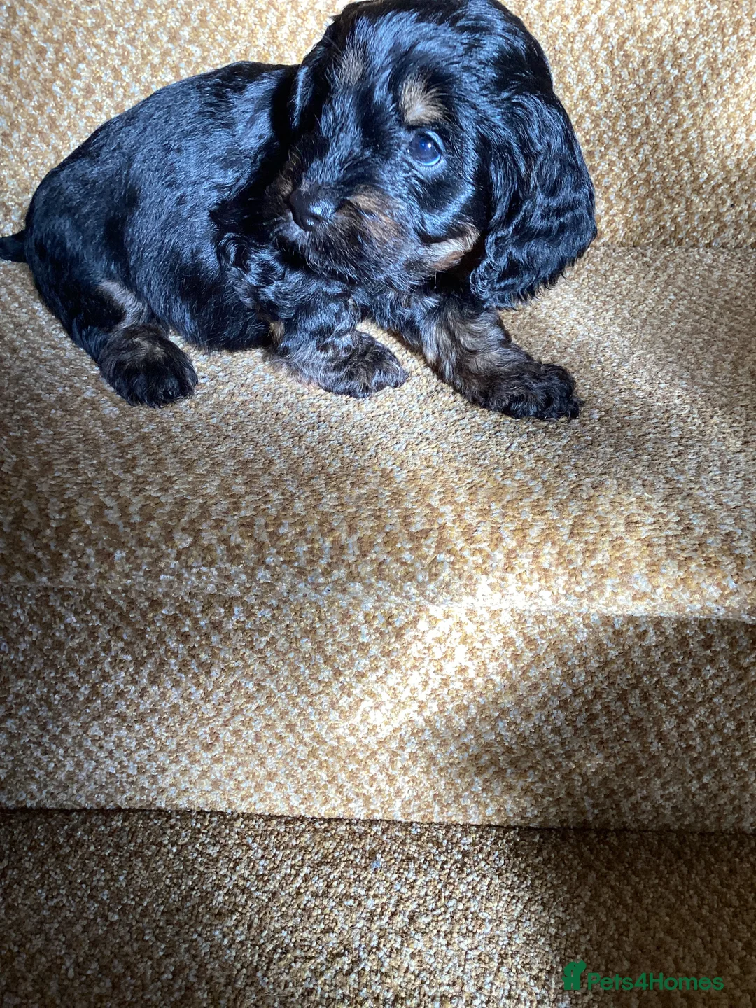 Cockapoo dogs for sale: Cockerpoo  - Advert 17