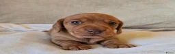 Miniature Dachshund dogs for sale: Beautiful Dachshund Puppies looking for new homes in Grimsby - Advert 8
