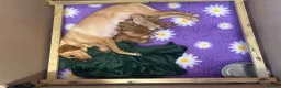 Labrador Retriever dogs for sale: 2 Boys Left red/Yellow KC Labrador puppies  - Advert 26