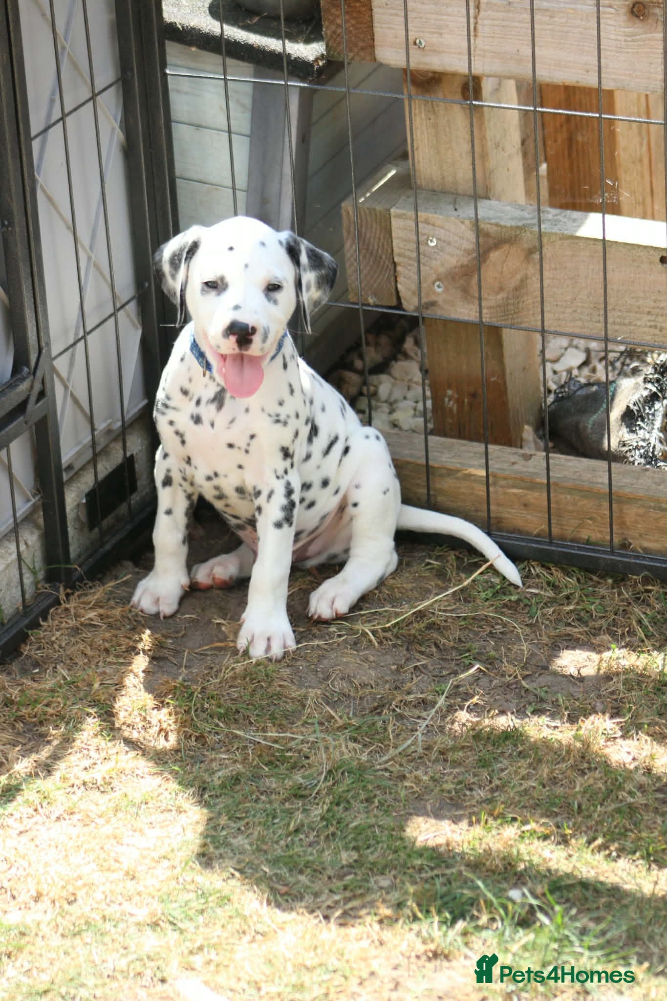 Dalmatian dogs Litter of pure Dalmatian puppies - Advert 19