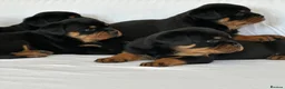 Rottweiler dogs for sale: Show Quality RKC Rottweiler Puppies in Manchester - Advert 6