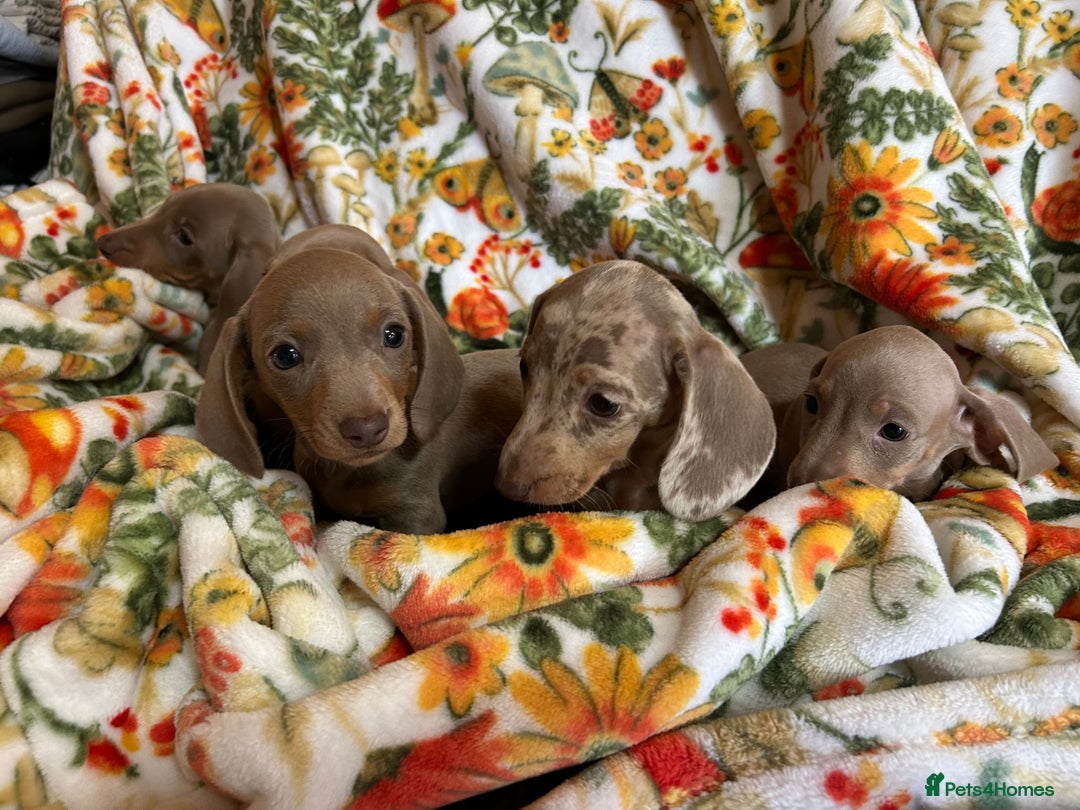 Miniature Dachshund dogs for sale: 5 Miniature dachshund  - Image 4