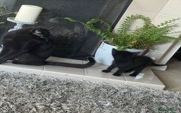 Bombay cats for sale: Bombay x moggy  - Image 2