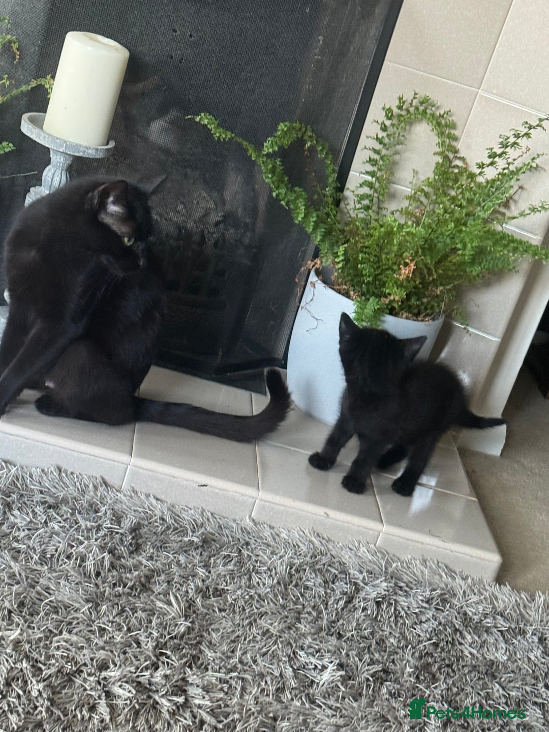 Bombay cats for sale: Bombay x moggy  - Image 2