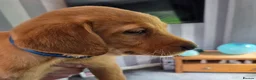 Labrador Retriever dogs for sale: Labrador Puppies - Advert 3