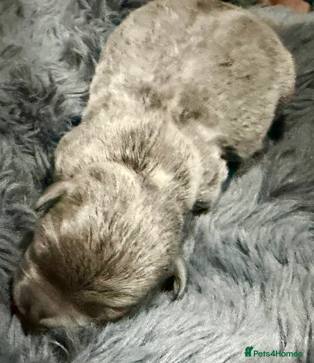 Jack Russell dogs for sale: Jack Russell Puppies – Chocolate, Blue & Lilac - Advert 7