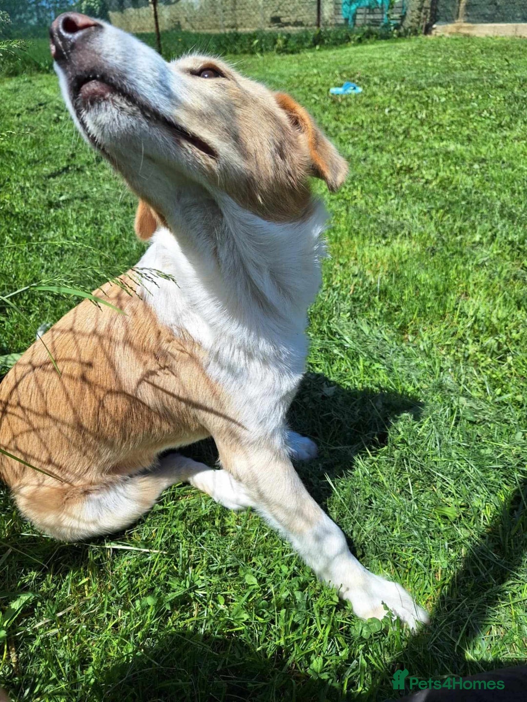 Mixed Breed dogs for adoption: 👑Rex👑 for adoption, coming into DONCASTER - Image 7