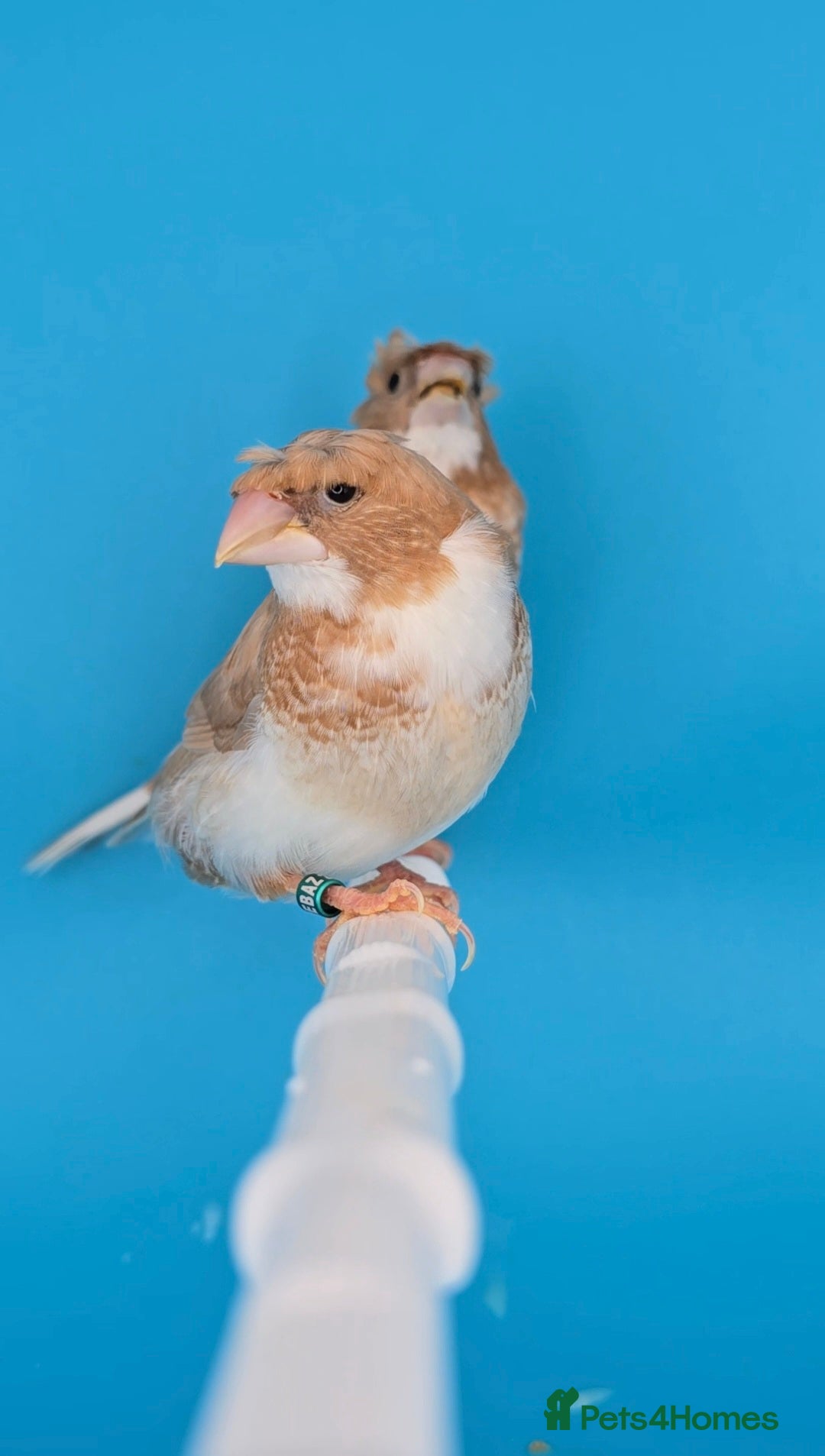 Finches birds for sale: Bengalese finches  - Advert 9