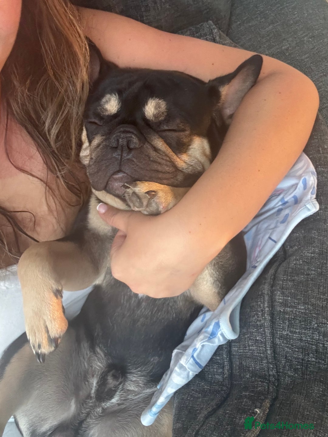 French Bulldog dogs for sale: Pasha  - Image 3