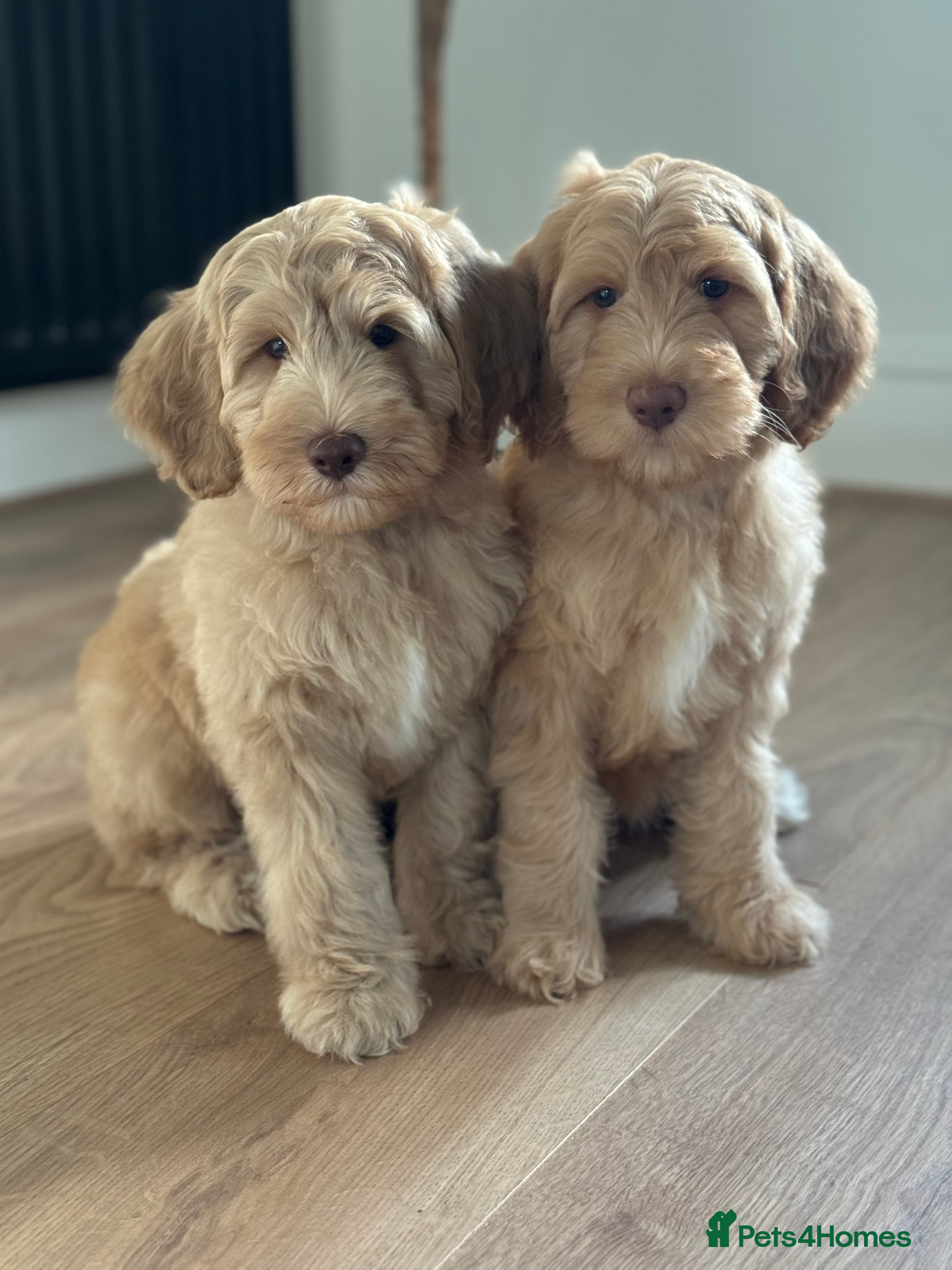 Australian Labradoodle dogs Australian Labradoodle medium Ready now! - Advert 13