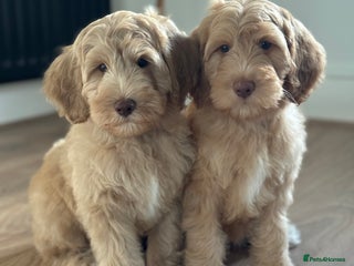 Australian Labradoodle dogs Australian Labradoodle medium Ready now! - Advert 3