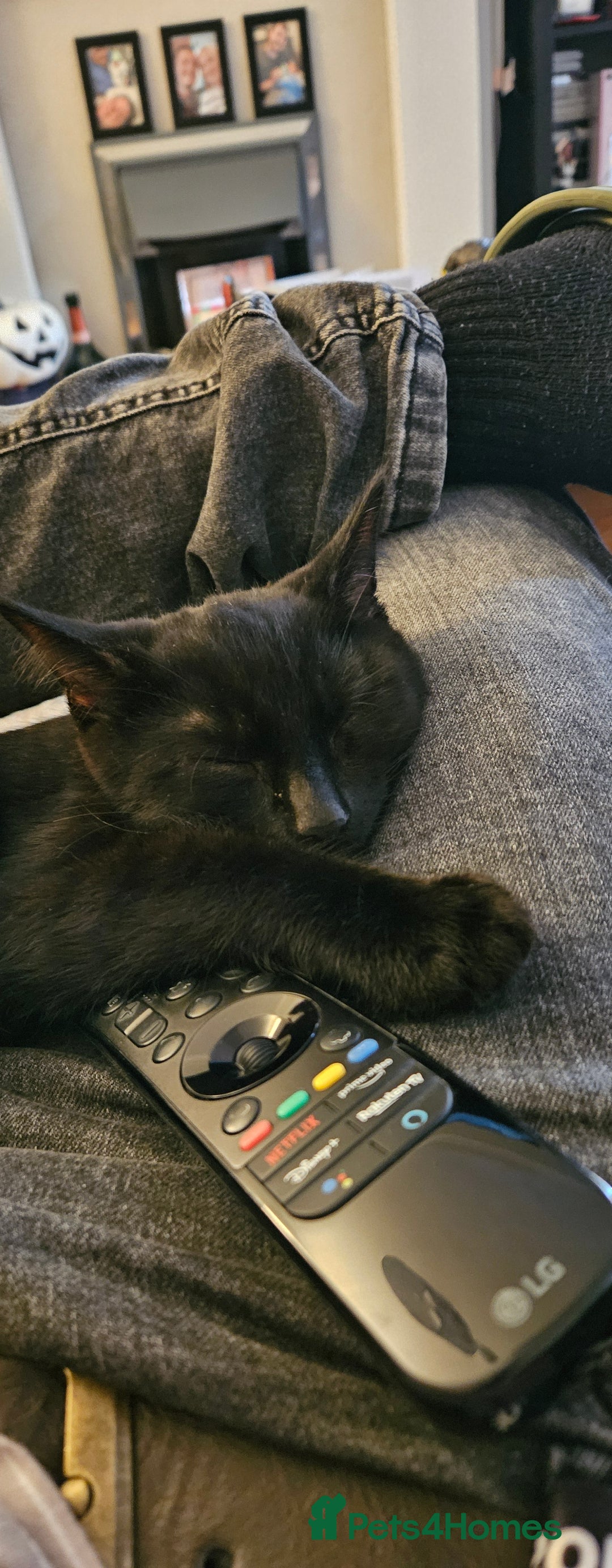 Domestic Shorthair cats for sale: 7 month old Male Domestic | looking for new home - Advert 4