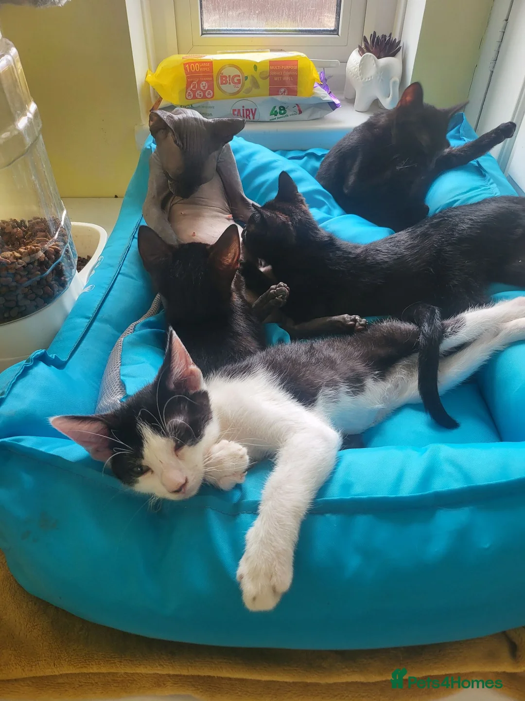 Mixed Breed cats for sale: Sphynx mix - Advert 6