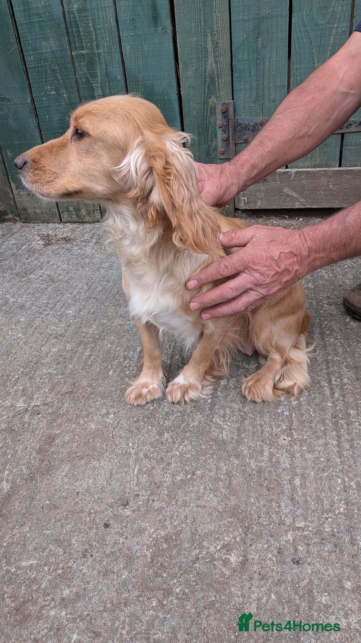 Cocker Spaniel dogs Stunning Litter of 5 Cocker Spaniel Puppies  - Advert 1