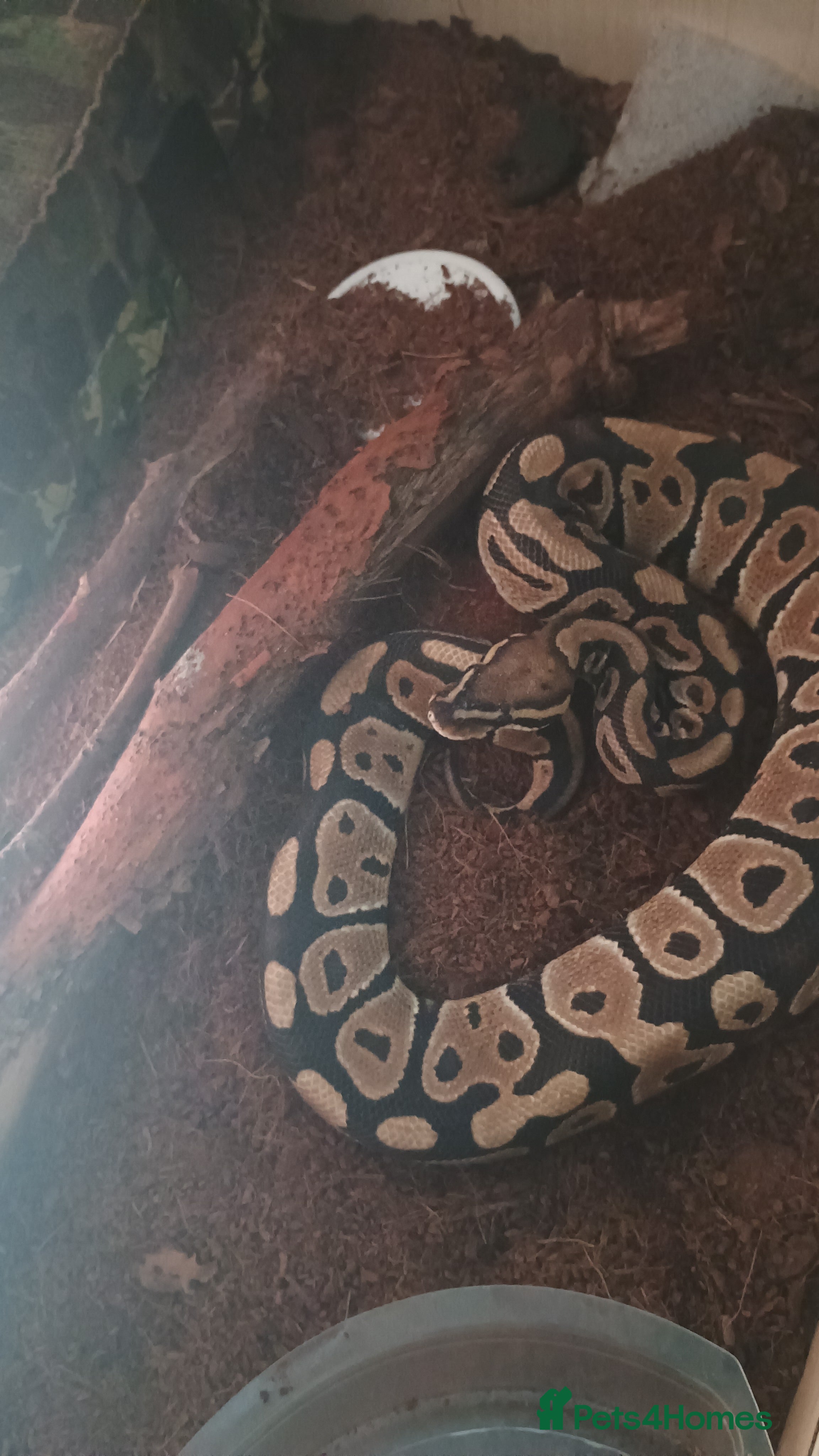 Python Snake reptiles Royal ball python  - Advert 1