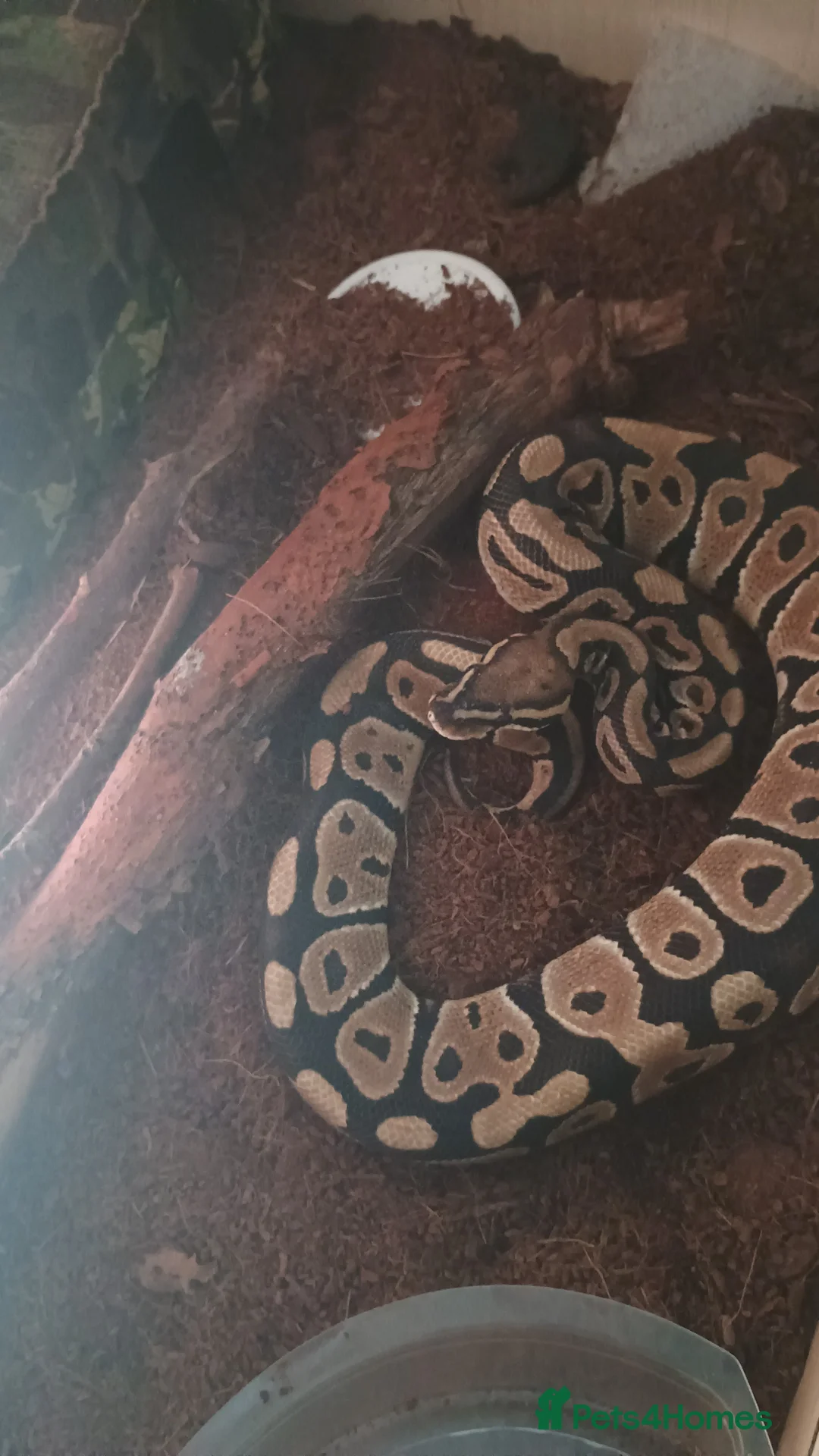 Python Snake reptiles for sale: Royal ball python  - Advert 1
