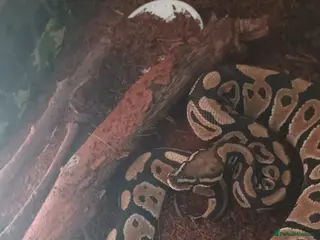 Python Snake reptiles Royal ball python - Advert 8