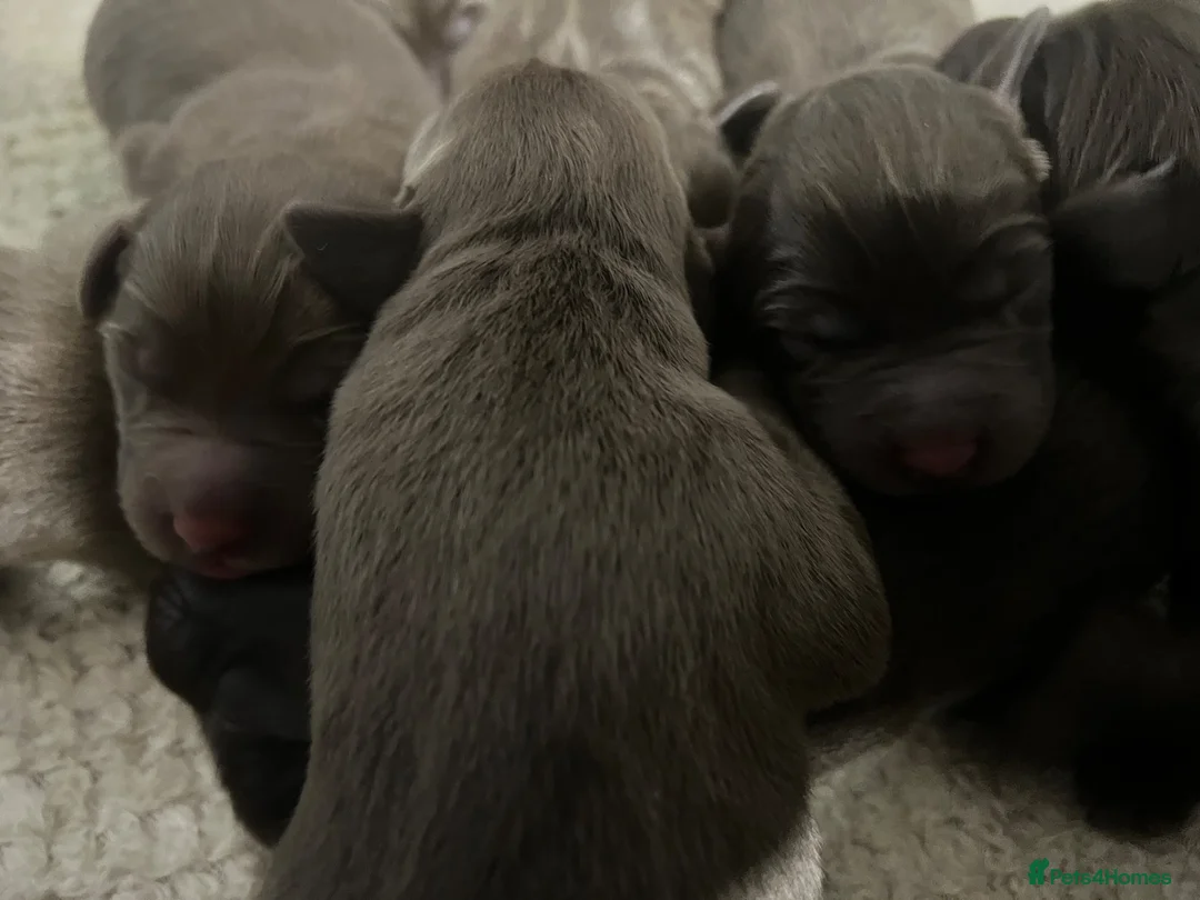 Labrador Retriever dogs for sale: KC CHOCOLATE LABRADOR PUPS HEALTH TESTED PARENTS - Advert 5