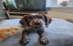 Cocker Spaniel dogs for stud: Beautiful blue roan cocker spaniel for STUD! - Image 11