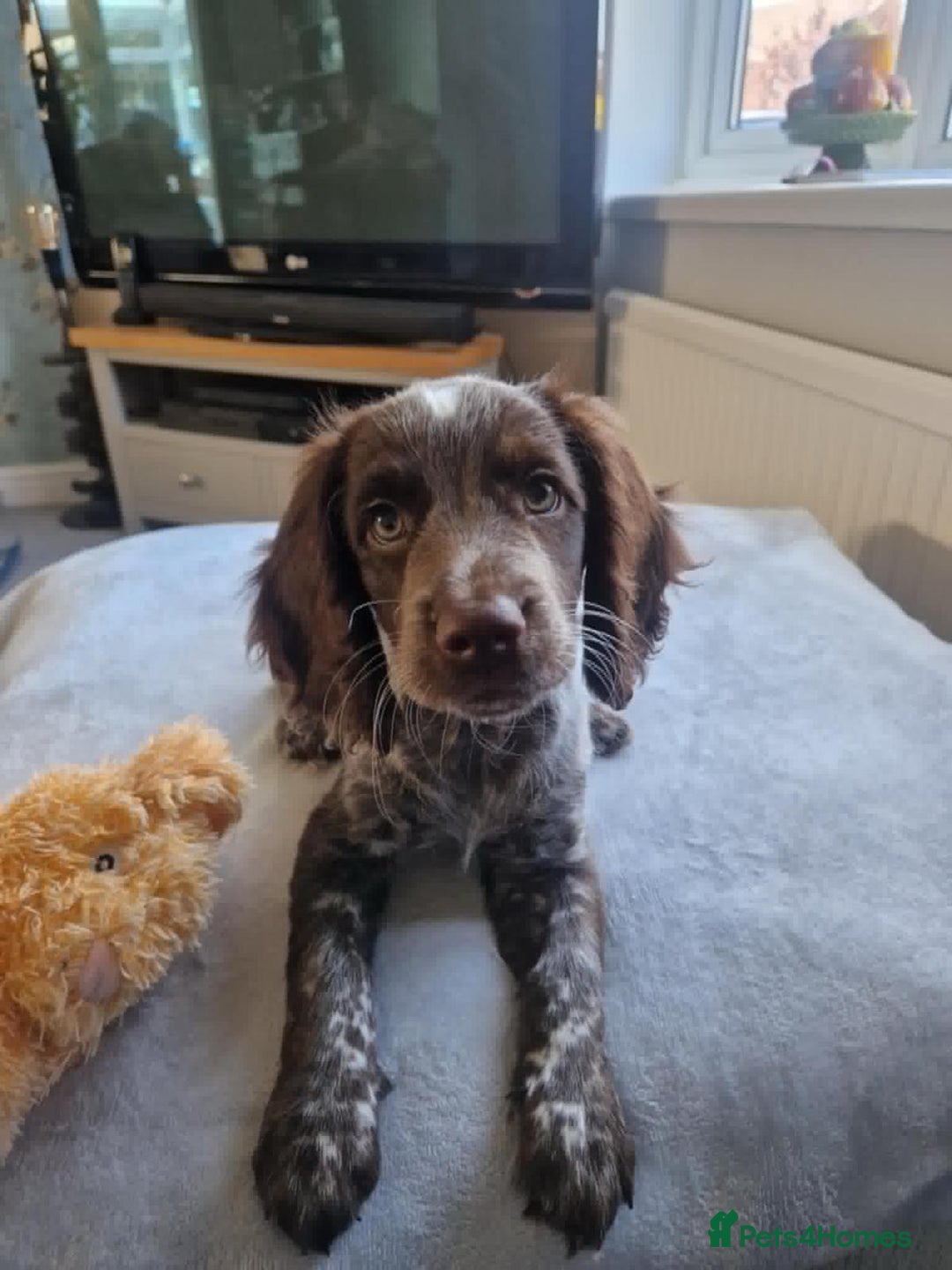 Cocker Spaniel dogs for stud: Beautiful blue roan cocker spaniel for STUD! - Image 11